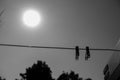 A black and white shot of a sky with sun shining and trees with cloth clips on foreground