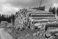 Black and white shot of a stack of sawn spruce wood logs in a forest in sunlight