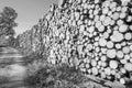 Black and white shot of a stack of sawn spruce wood logs in a forest in sunlight