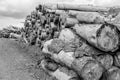 Black and white shot of a stack of sawn spruce wood logs in a forest in sunlight