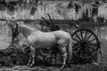 Black and white shot of white horse standing next to old wooden cart wheels at shabby barn wall Royalty Free Stock Photo