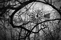 Black and white shot of windmill in midst of twisted bare tree branches. Royalty Free Stock Photo