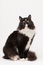 Black and white siberian cat Royalty Free Stock Photo