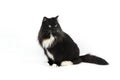 BLACK AND WHITE SIBERIAN CAT, FEMALE AGAINST WHITE BACKGROUND Royalty Free Stock Photo