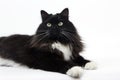 BLACK AND WHITE SIBERIAN CAT, FEMALE AGAINST WHITE BACKGROUND Royalty Free Stock Photo