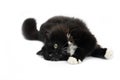 Black and White Siberian Domestic Cat, Female laying down against White Background