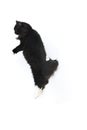 Black and White Siberian Domestic Cat, Female playing against White Background