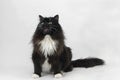 Black and White Siberian Domestic Cat, Female sitting against White Background