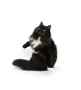 Black and White Siberian Domestic Cat, Female standing against White Background Royalty Free Stock Photo