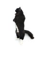 Black and White Siberian Domestic Cat, Female standing on Hind Legs, playing against White Background