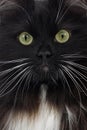 Black and White Siberian Domestic Cat, Portrait of Female Royalty Free Stock Photo