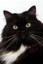 Black and White Siberian Domestic Cat, Portrait of Female against White Background Royalty Free Stock Photo