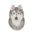 Siberian husky vector