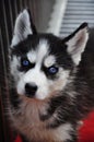 A black and white Siberian husky dog