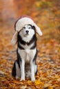 Black and white Siberian Husky dog in a hat with earflaps sitting in yellow autumn leaves