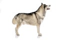 Black and white siberian Husky dog on white Royalty Free Stock Photo