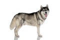 Black and white siberian Husky dog on white Royalty Free Stock Photo