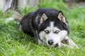 Black and white Siberian husky eats bone on meadow. Dog breed Siberian Husky on the green grass