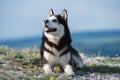 Black and white Siberian husky lying on a mountain on the background of the lake. The dog on the background of natural landscape. Royalty Free Stock Photo
