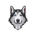 Black and white Siberian husky with multi-colored eyes. Hand drawn portrait of dog. Vector illustration Royalty Free Stock Photo