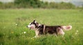 Black and white siberian husky running fast in green grass against the backdrop of a summer landscape Royalty Free Stock Photo