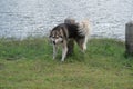 Black and white Siberian Husky running on the lawn on a summer day. Siberian husky dog peeing on a cement pole in the garden