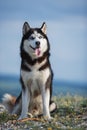Black and white Siberian husky sitting on a mountain on the background of the lake and the forest and eats treats.
