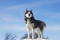 Black and white Siberian husky standing on a hill in the background of trees and sky. Beautiful siberian husky dog in winter Royalty Free Stock Photo