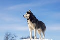 Black and white Siberian husky standing on a hill in the background of trees and sky. Beautiful siberian husky dog in winter Royalty Free Stock Photo