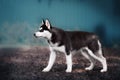 Black and white Siberian husky standing outdoors