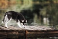 Black and white Siberian husky stands