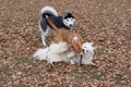 Black and white siberian husky and two multibred dogs are playing in the autumn park Royalty Free Stock Photo