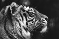 A black and white side headshot portrait of a Siberian tiger lying down. The big cat is a dangerous predator, has orange and white Royalty Free Stock Photo