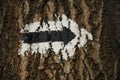 Black And White Sign On A Tree Painted With Paint. The Arrow Indicates A Change In The Direction Of The Trail. Path Marking In The