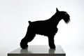 Black and white silhouette of an adorable Schnauzer standing on white background