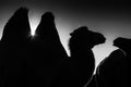 Black and white silhouette of camels in the desert, travel concept Royalty Free Stock Photo