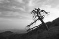 Black and White Silhouette of dead tree Late afternoon Royalty Free Stock Photo