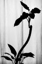 Black and white silhouette of Dieffenbachia plant with curved stem and growing lower and upper leaves standing near the vertical