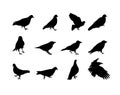 Black and white silhouette dove crow isolated. Vector Illustration Royalty Free Stock Photo