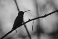 Black and white silhouette of a hummingbird on a branch