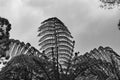 Monochrome silhouette of the leaves of a tree fern Royalty Free Stock Photo