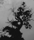 Black and white silhouette of an old twisted tree