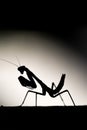 Black and white silhouette of predatory praying mantis looking towrds camera