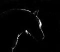 Horse silhouette with rim light
