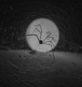 black and white of a silhouette of a spider nesting on a wall with a lamp behind it