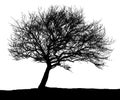 Black and white silhouette of a tree in autumn. Royalty Free Stock Photo