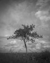 Black and white silhouette of a young wild apple tree. Royalty Free Stock Photo