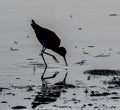 Black and White Lesser Yellowlegs in the Mirror