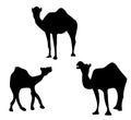 Black-and-white silhouettes of three camels