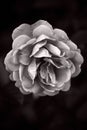 Black and White Single Rose: Nature/ Beauty Royalty Free Stock Photo